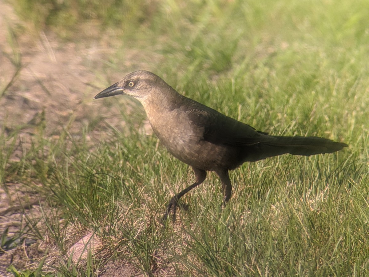 Great-tailed Grackle - ML619928956