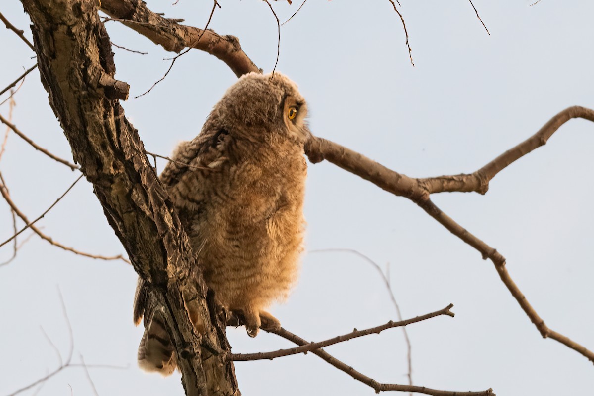Great Horned Owl - ML619928957