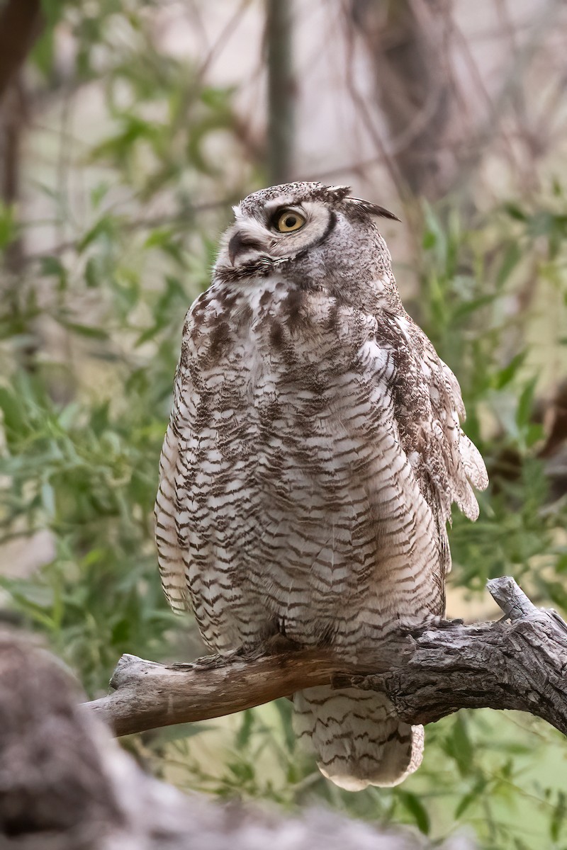 Great Horned Owl - ML619928958