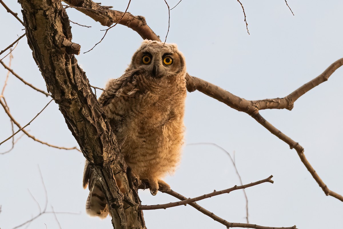 Great Horned Owl - ML619928959