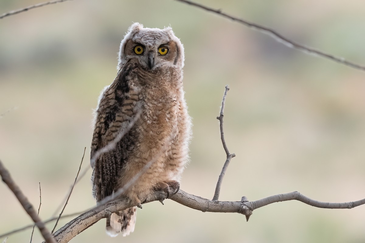 Great Horned Owl - ML619928960
