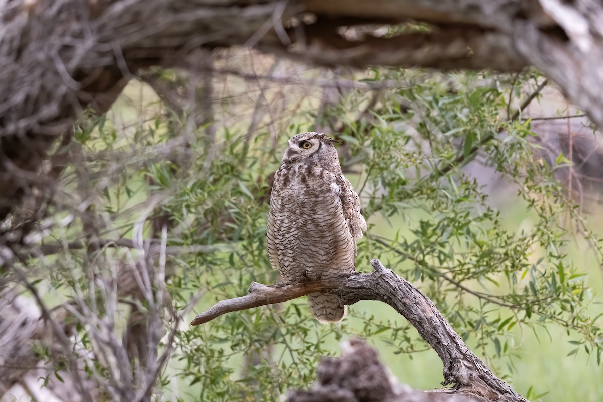 Great Horned Owl - ML619928961