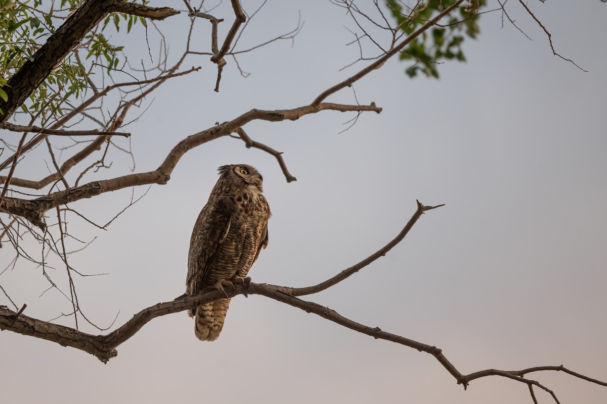 Great Horned Owl - ML619928962