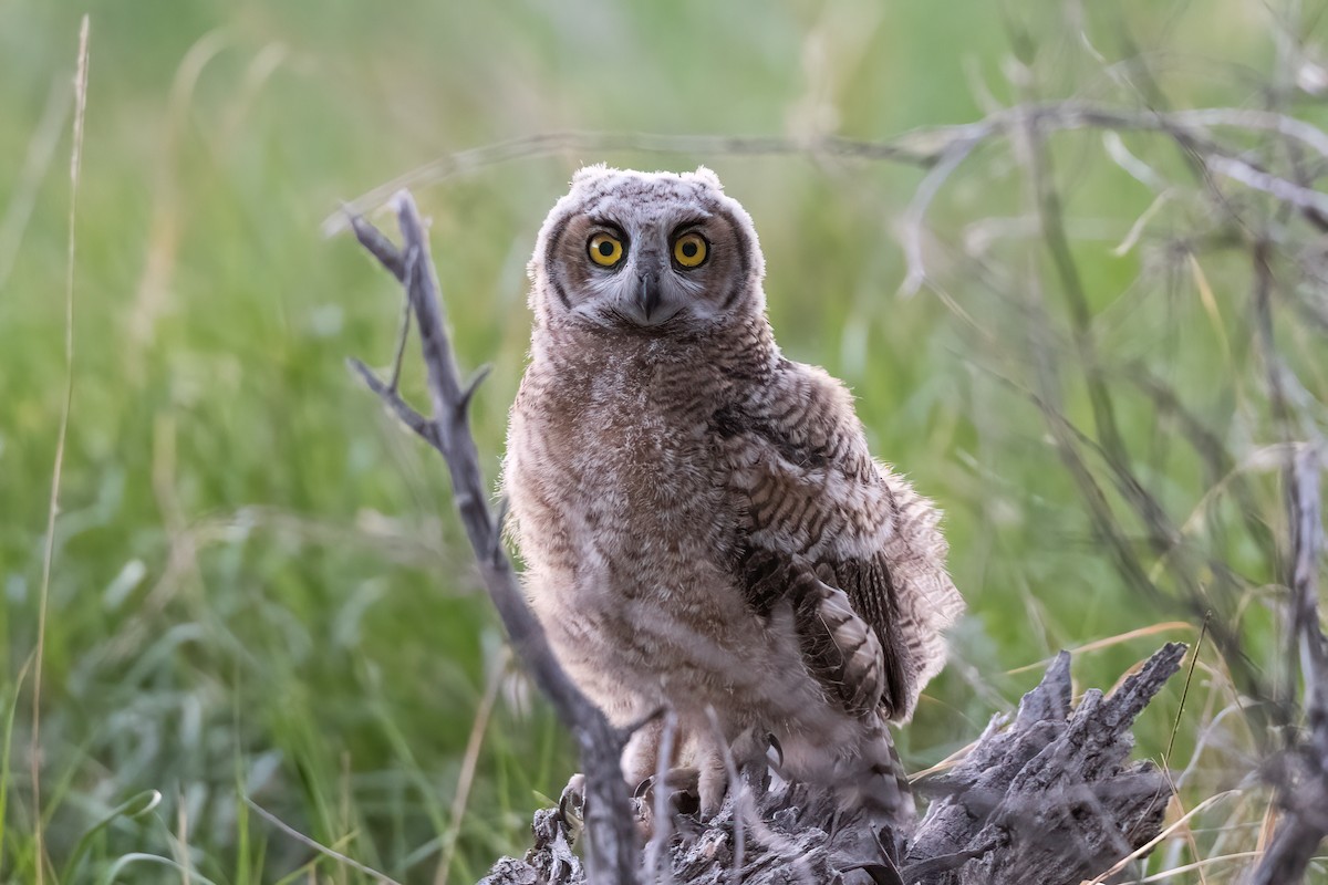 Great Horned Owl - ML619928963