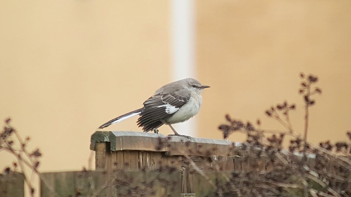 Northern Mockingbird - ML619928977