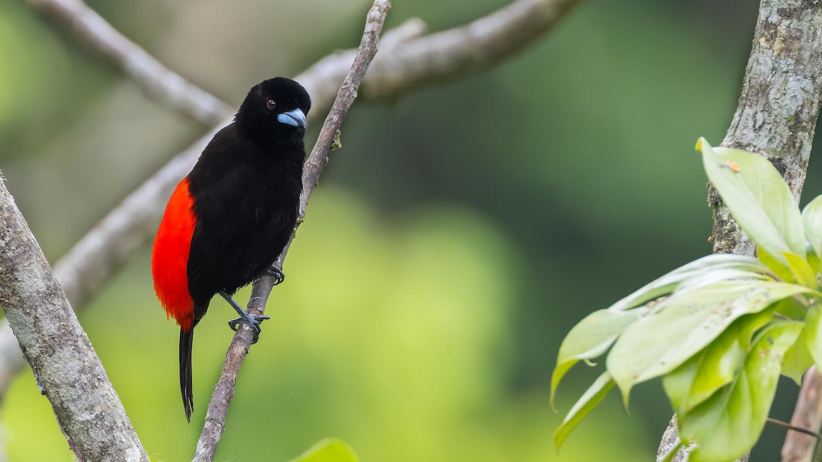 Scarlet-rumped Tanager - ML619929004