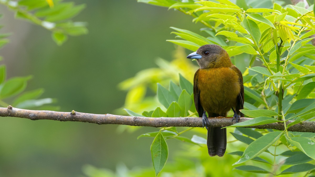Scarlet-rumped Tanager - ML619929005