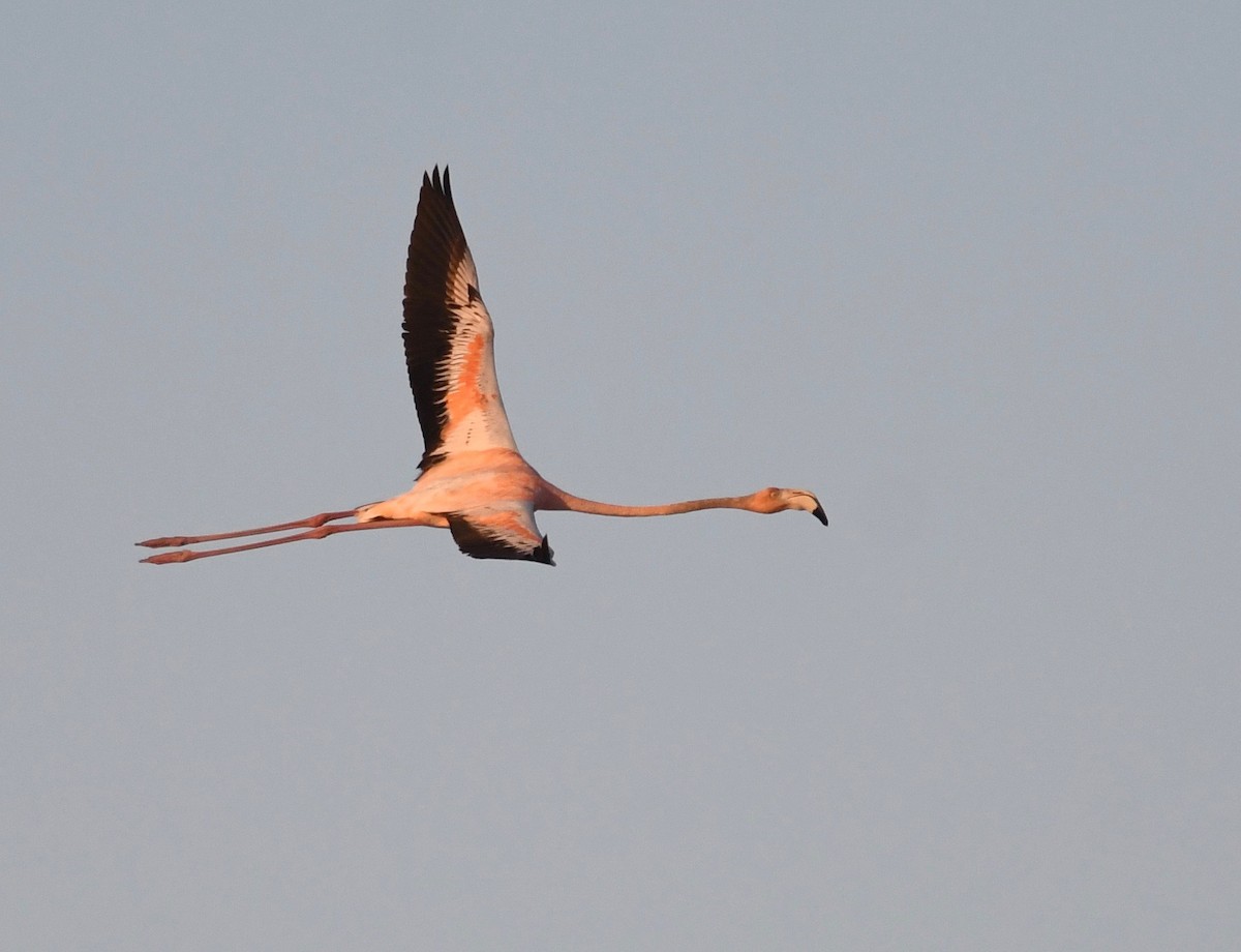 American Flamingo - ML619929008