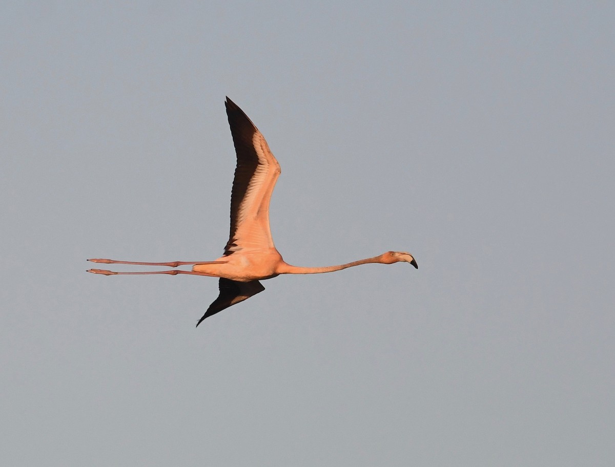 American Flamingo - ML619929009