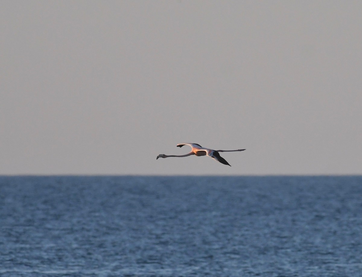 American Flamingo - ML619929010