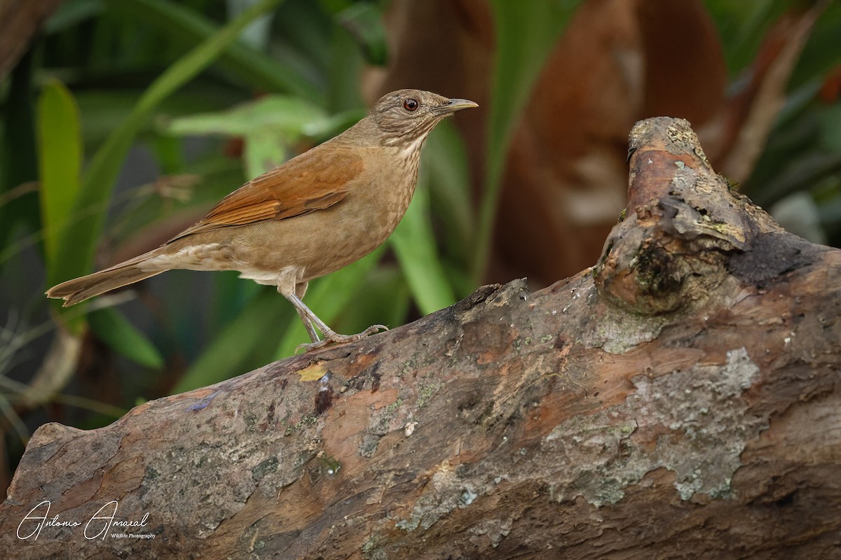 Pale-breasted Thrush - ML619929014
