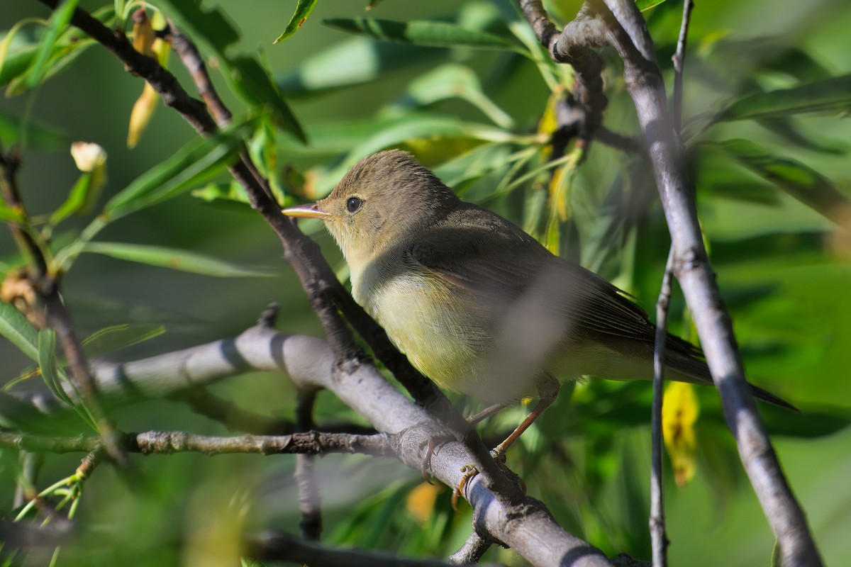 Melodious Warbler - ML619929019