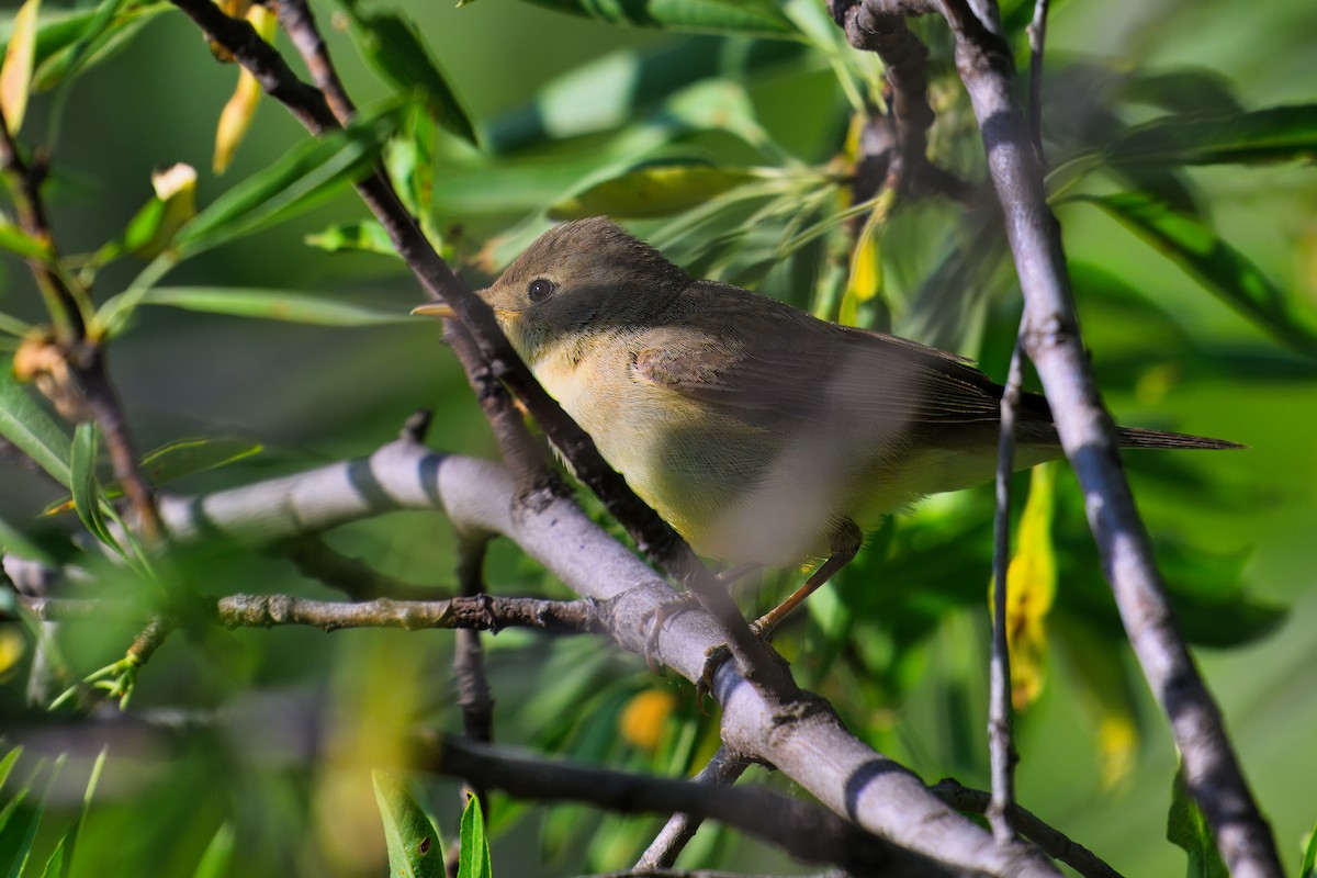 Melodious Warbler - ML619929020