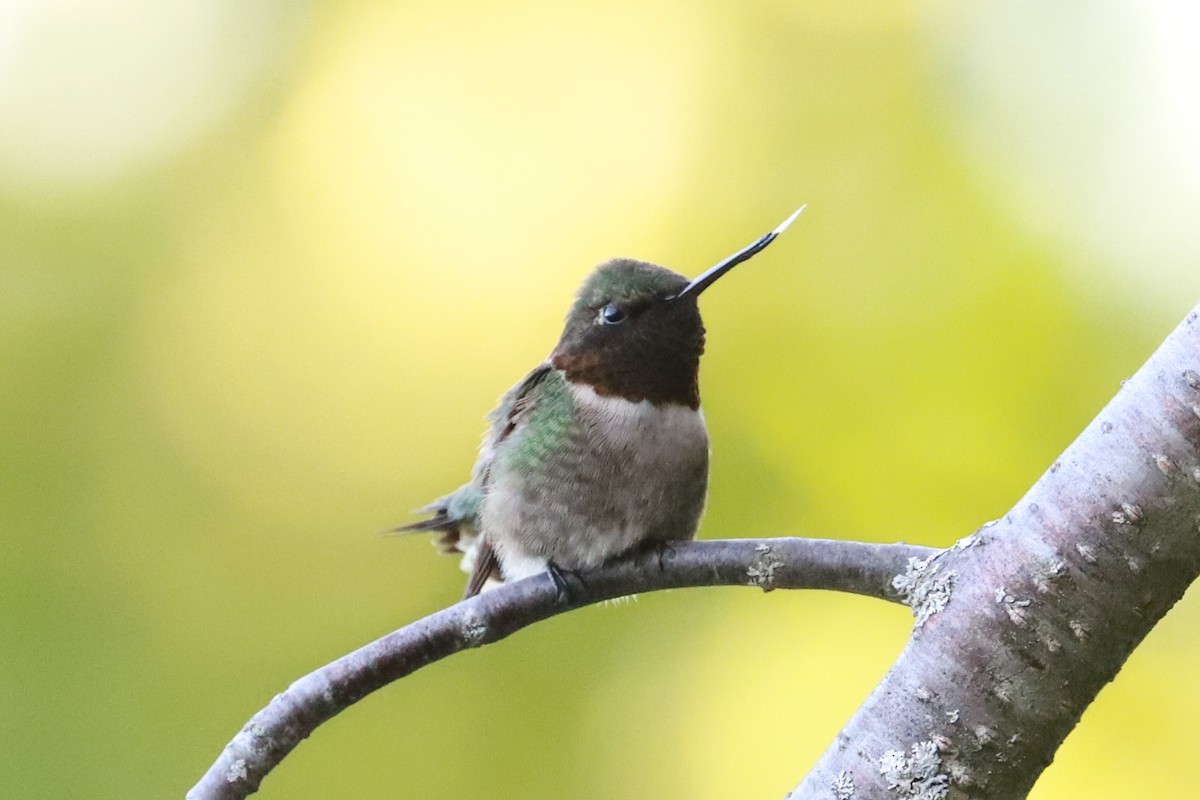 Ruby-throated Hummingbird - ML619929024