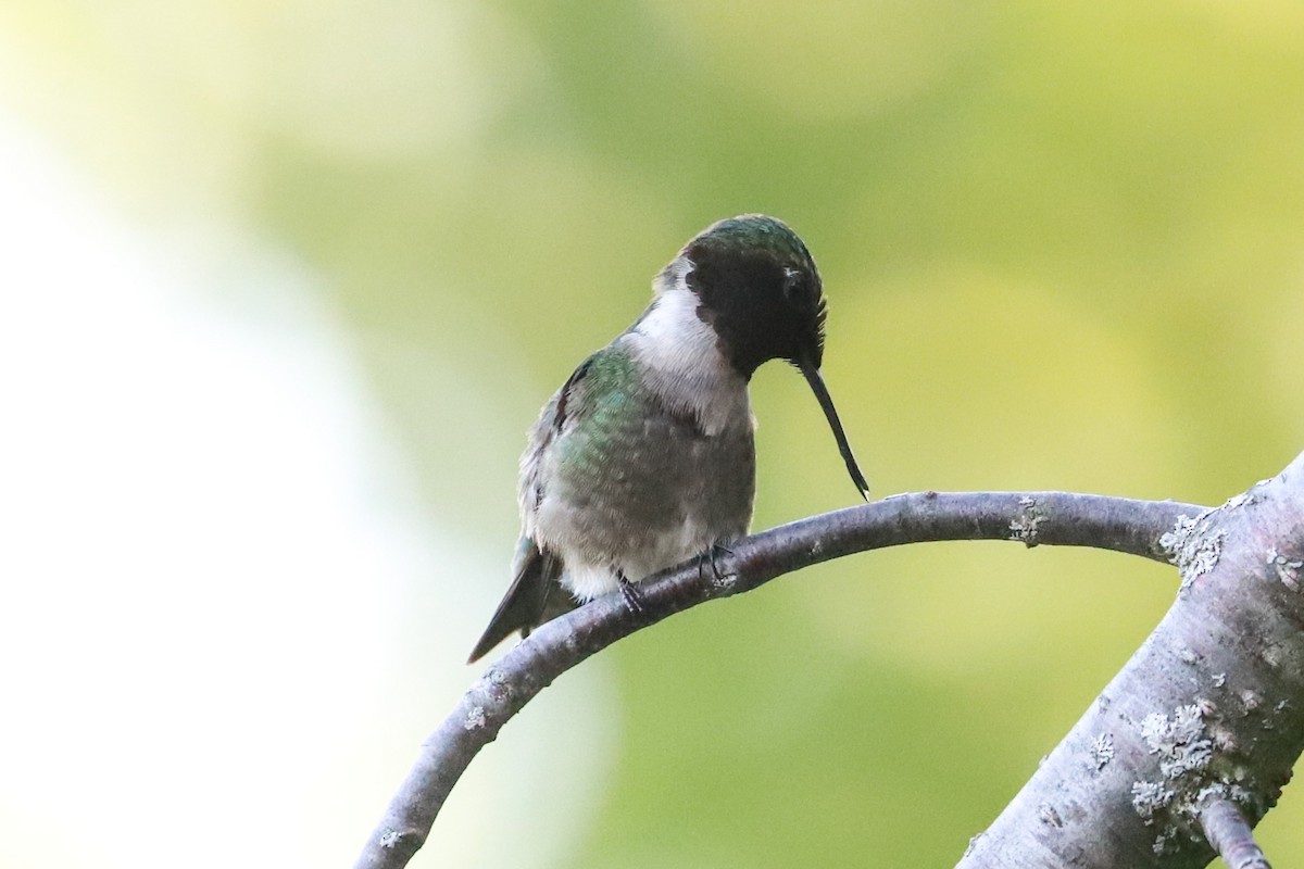 Ruby-throated Hummingbird - ML619929025