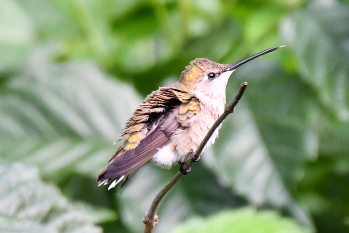 Black-chinned Hummingbird - ML619929026