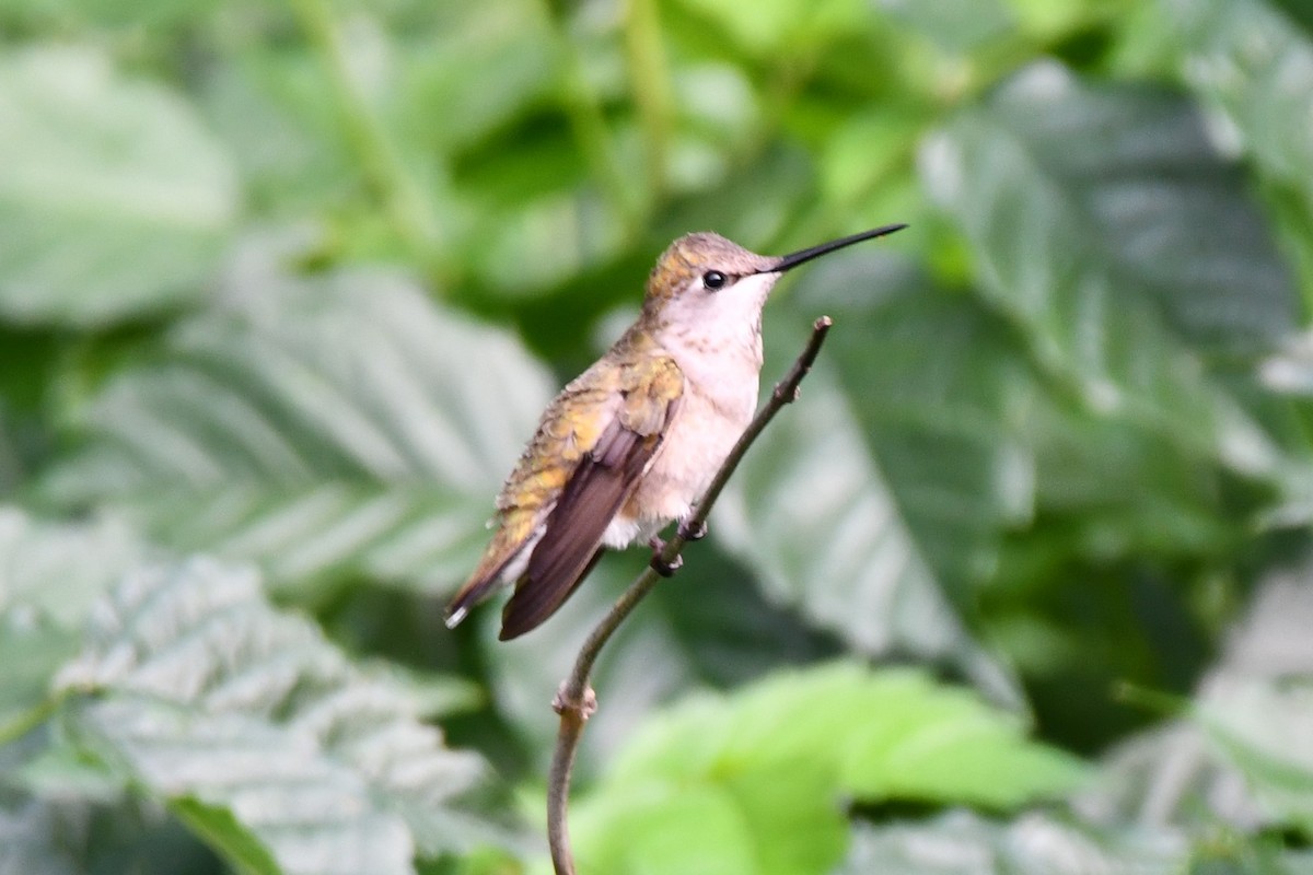 Black-chinned Hummingbird - ML619929027