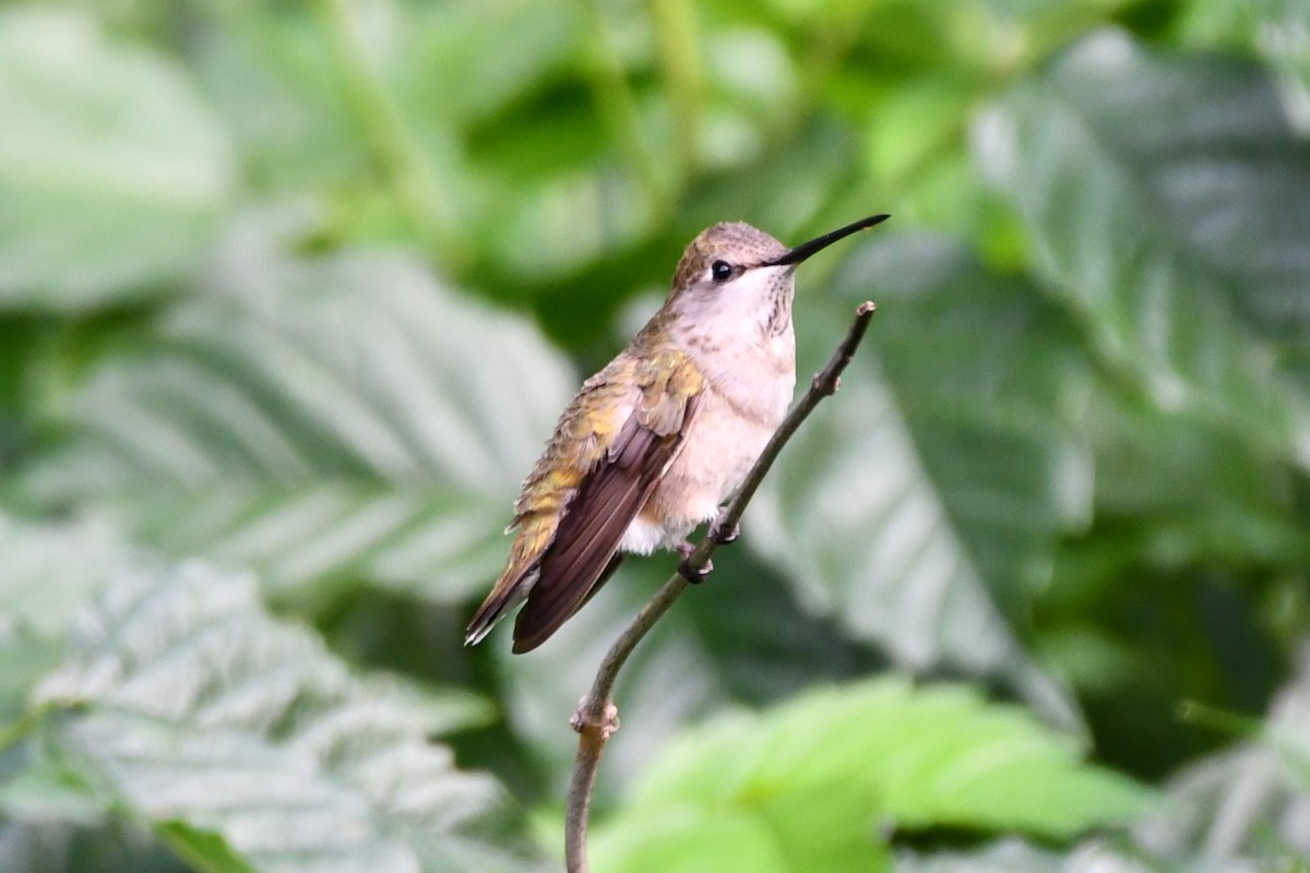 Colibri à gorge noire - ML619929028