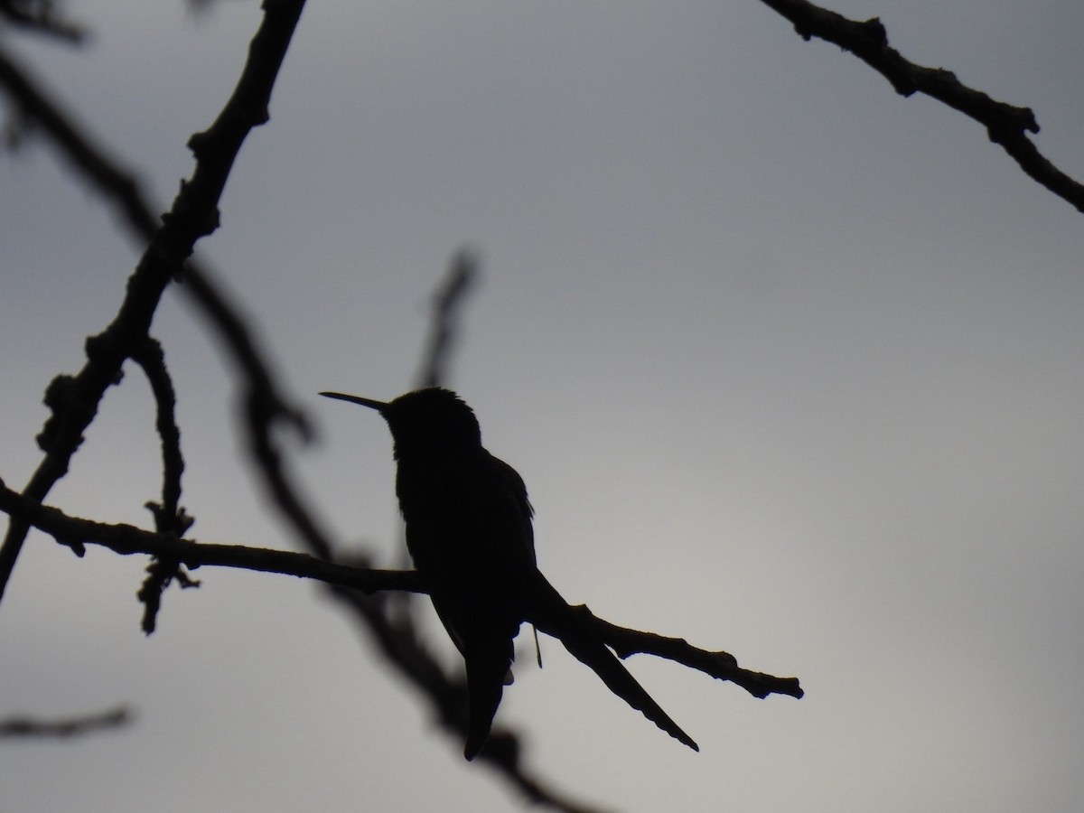 Swallow-tailed Hummingbird - ML619929048