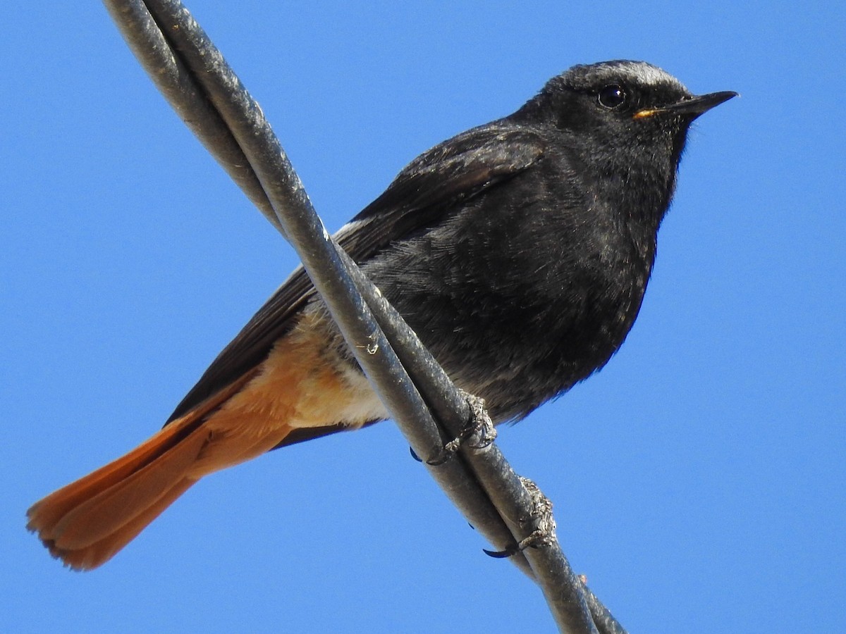 Black Redstart - ML619929057