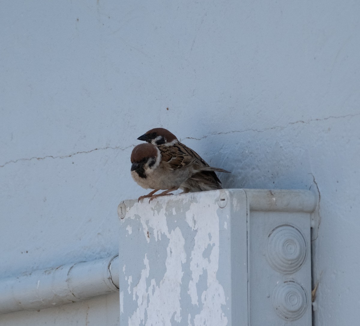 Eurasian Tree Sparrow - Pau Castell