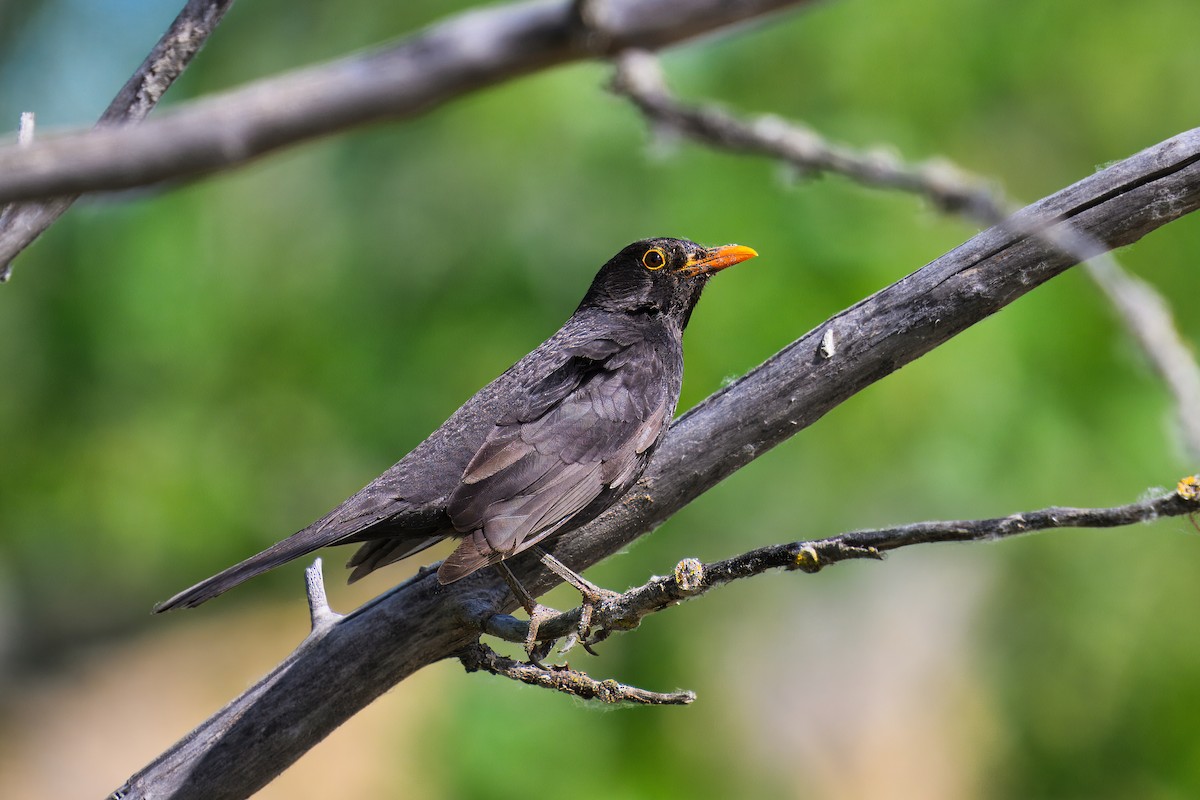 Eurasian Blackbird - ML619929062