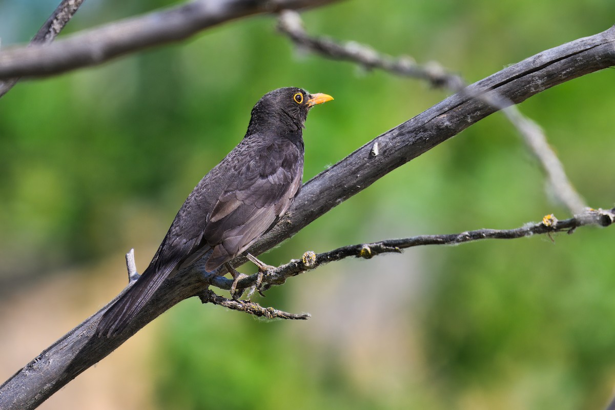 Eurasian Blackbird - ML619929063