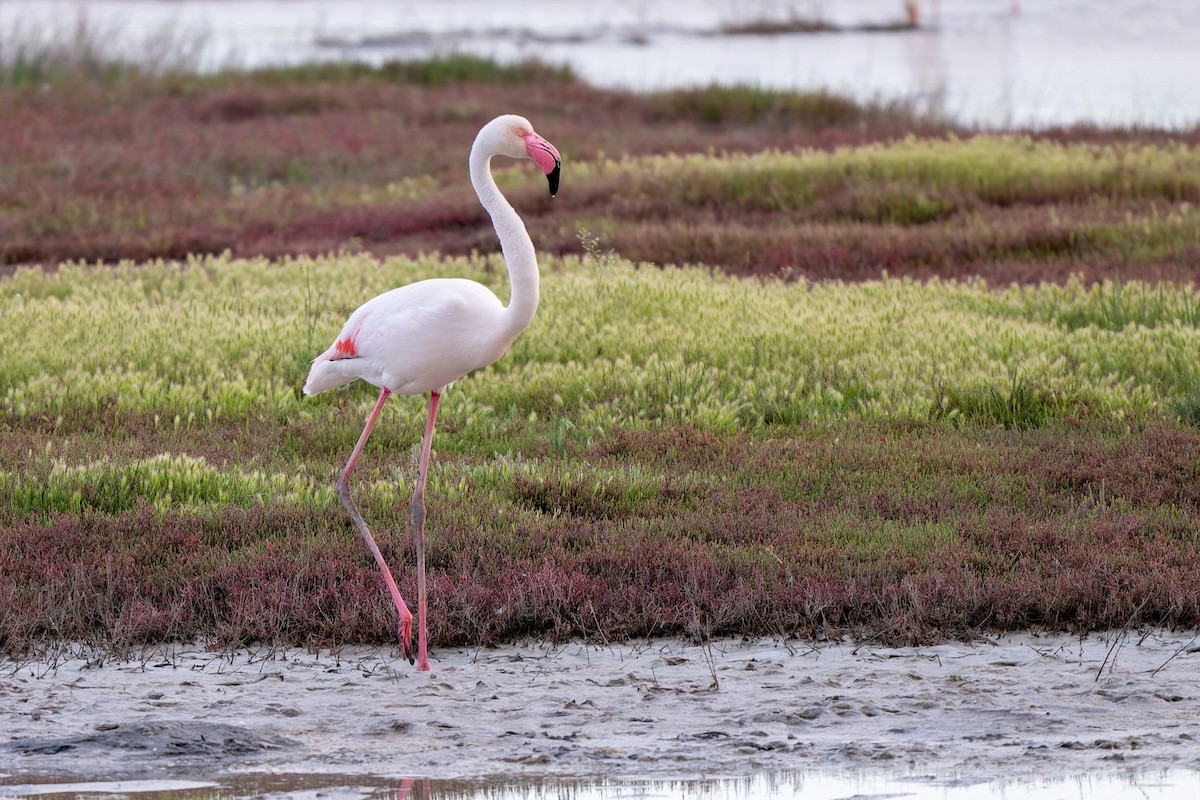 Greater Flamingo - ML619929072