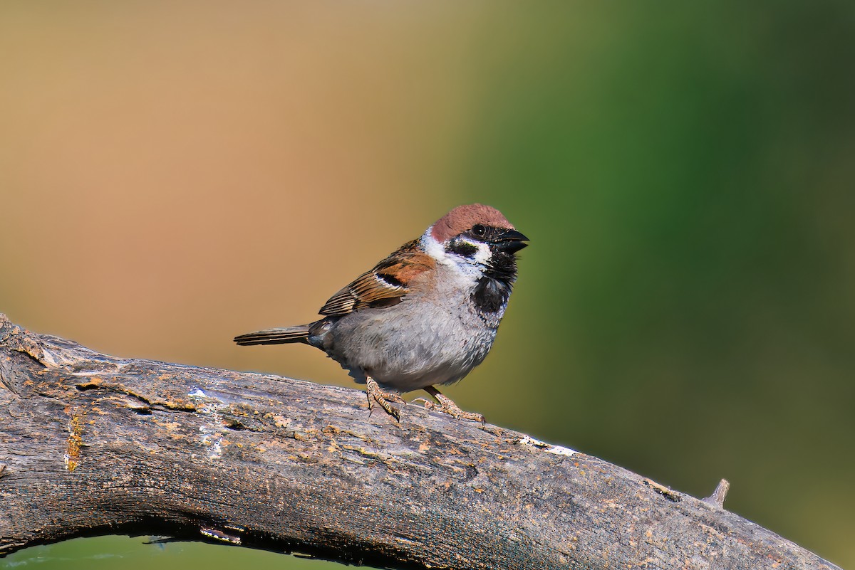 Eurasian Tree Sparrow - ML619929078