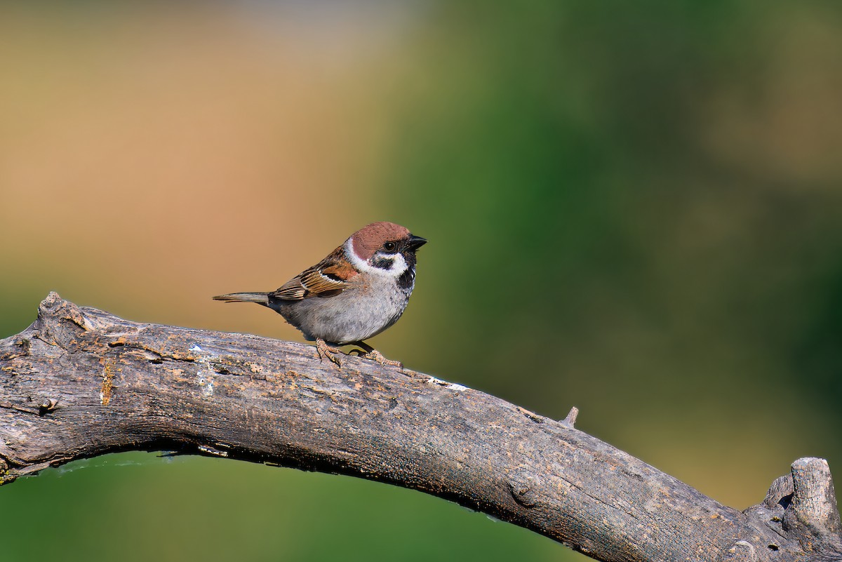 Eurasian Tree Sparrow - ML619929080