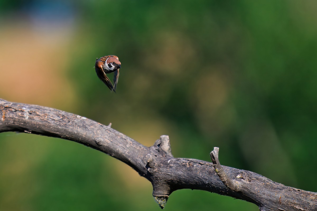 Eurasian Tree Sparrow - ML619929082
