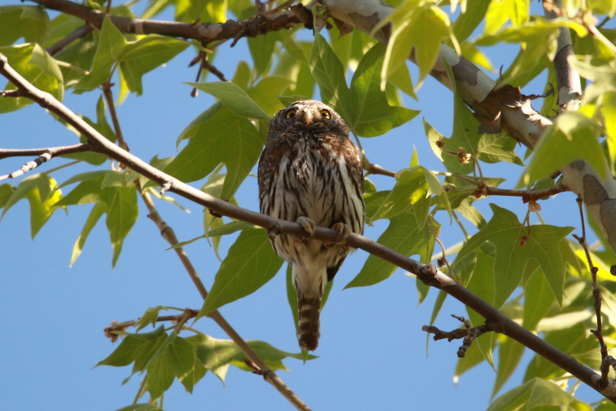 Northern Pygmy-Owl (Mountain) - ML619929085