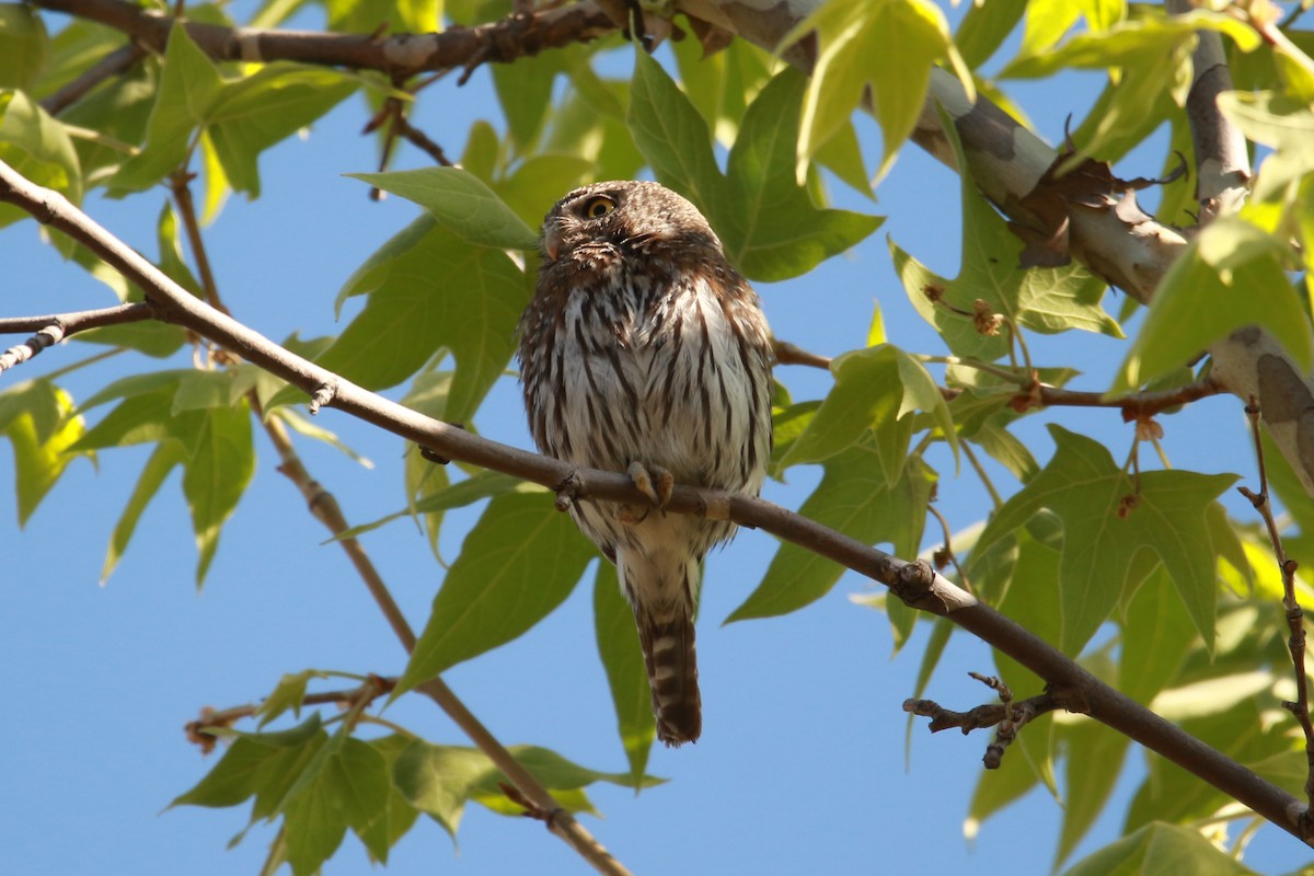Northern Pygmy-Owl (Mountain) - ML619929089