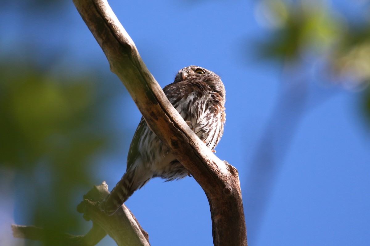 Northern Pygmy-Owl (Mountain) - ML619929095