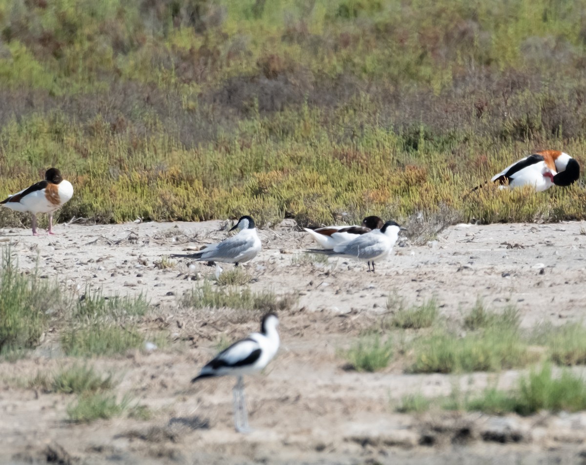 Gull-billed Tern - ML619929096