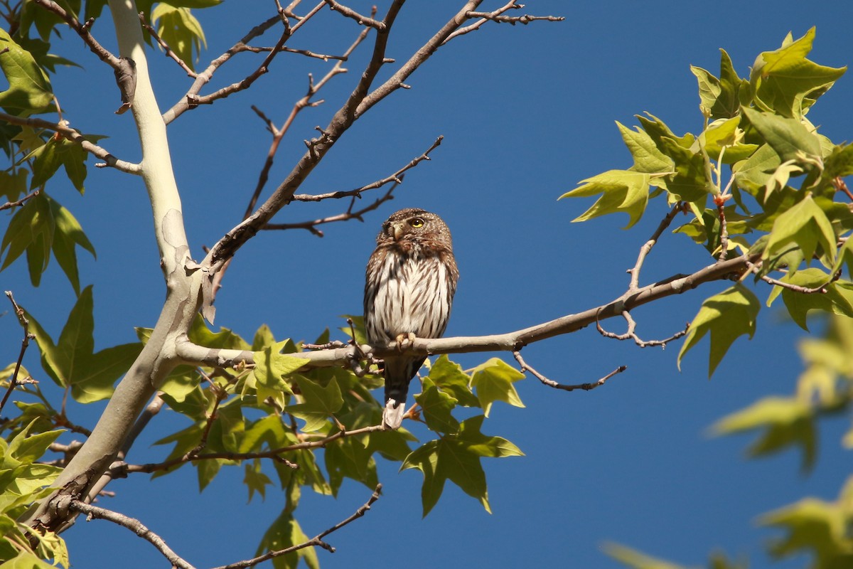 Northern Pygmy-Owl (Mountain) - ML619929097