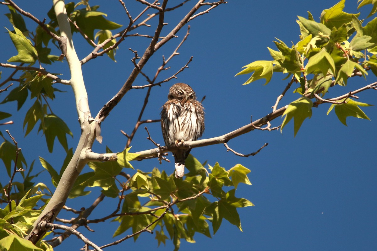Northern Pygmy-Owl (Mountain) - ML619929099