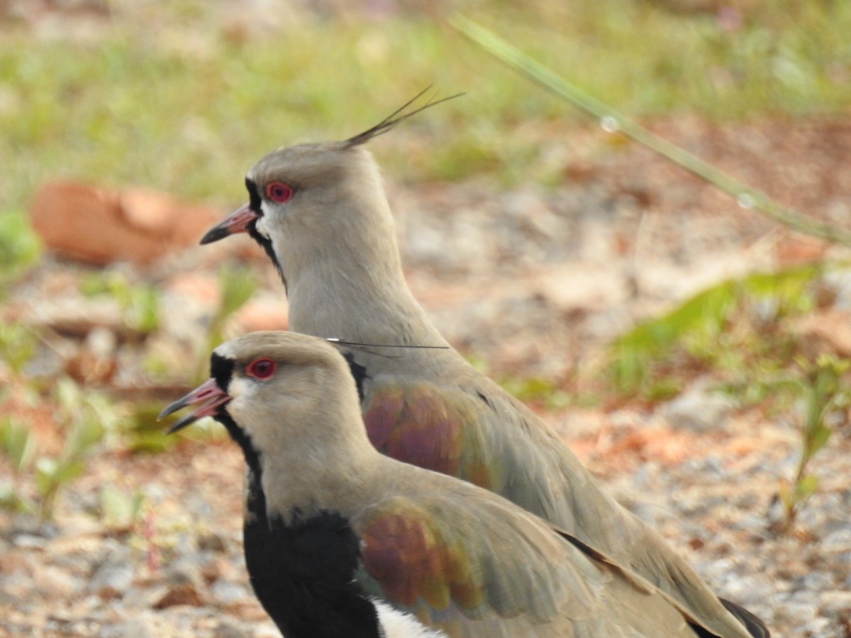 Southern Lapwing - ML619929113