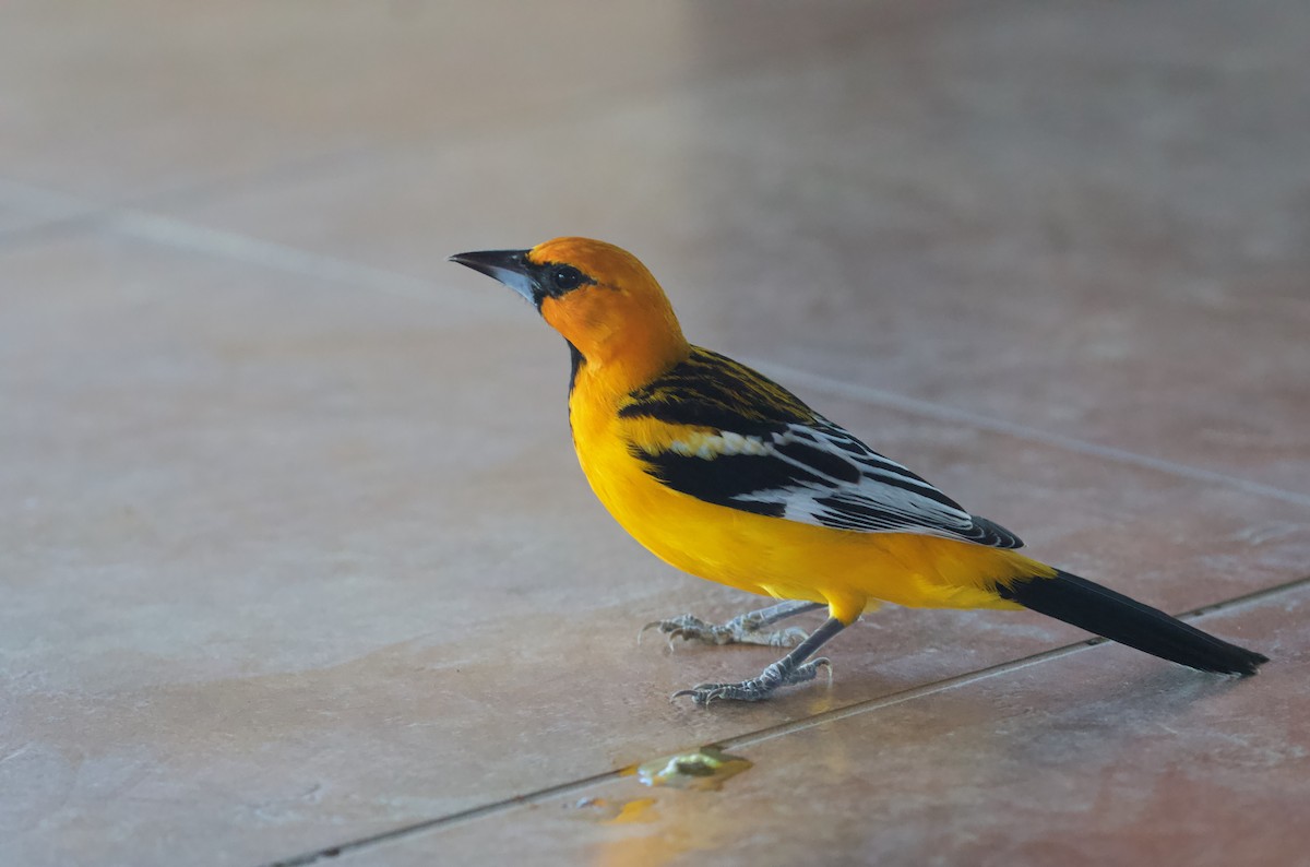 Streak-backed Oriole (Streak-backed) - ML619929118