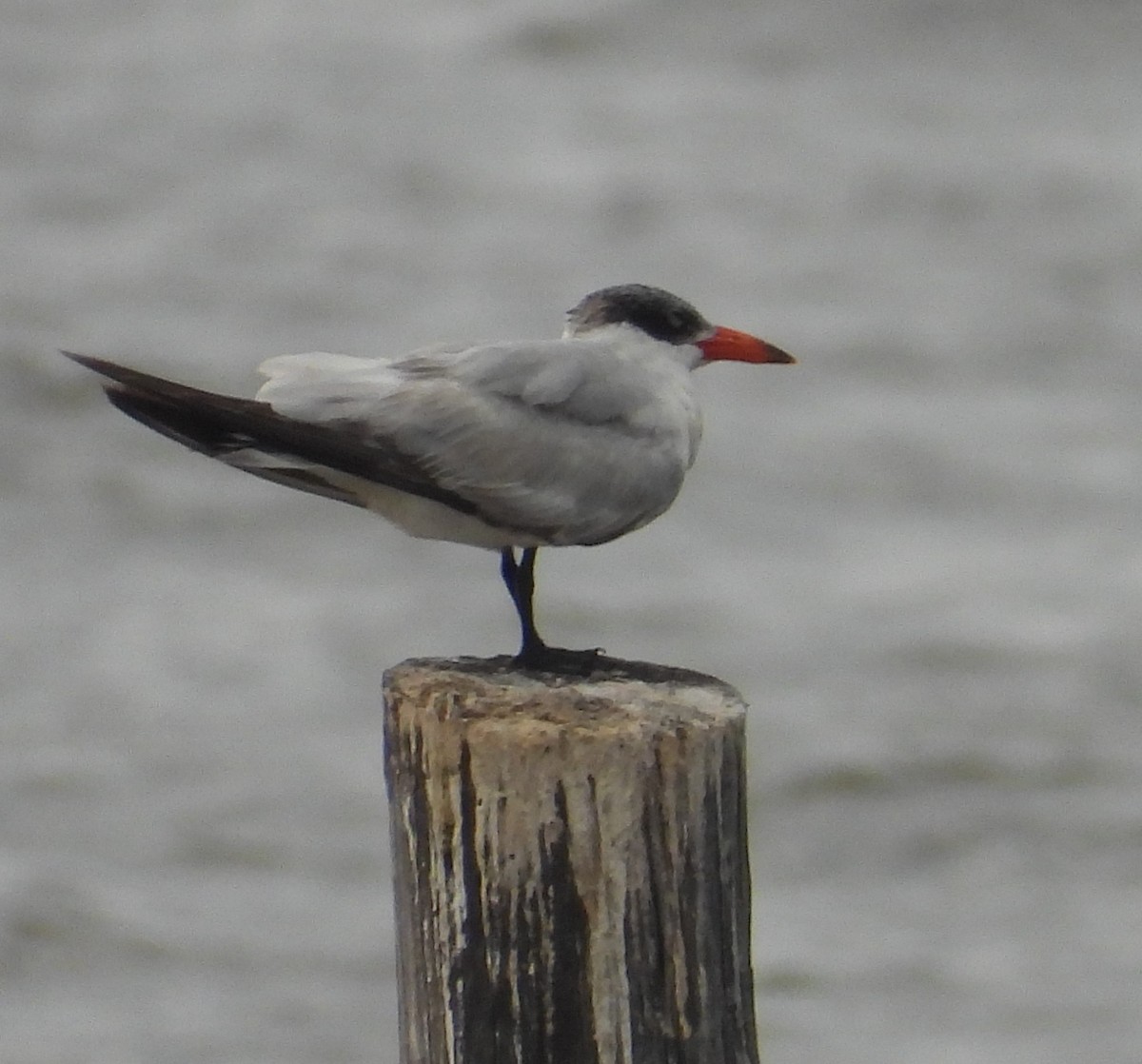 Caspian Tern - ML619929144