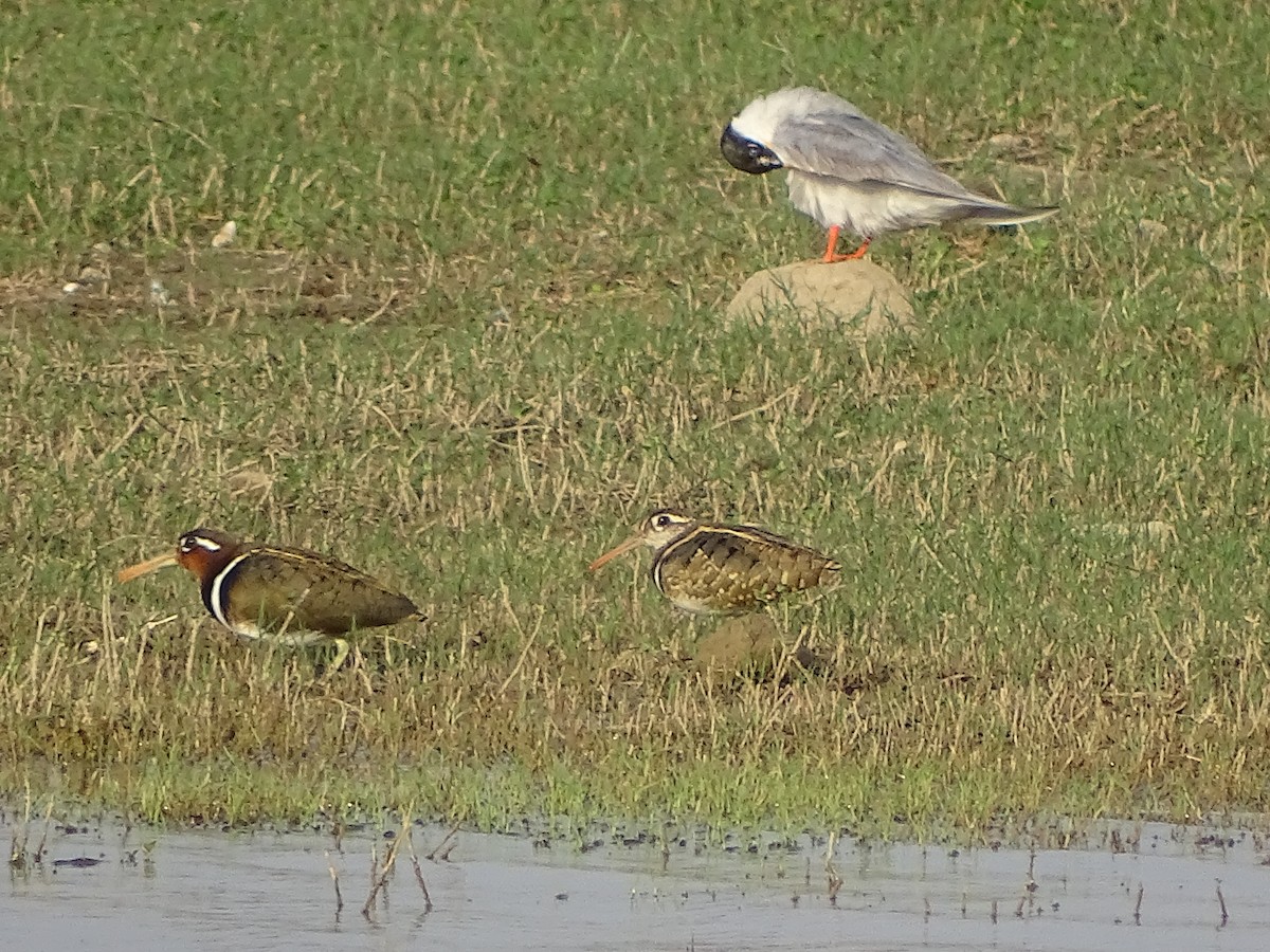 Greater Painted-Snipe - ML619929145