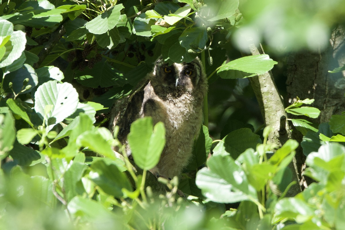 Long-eared Owl - ML619929158