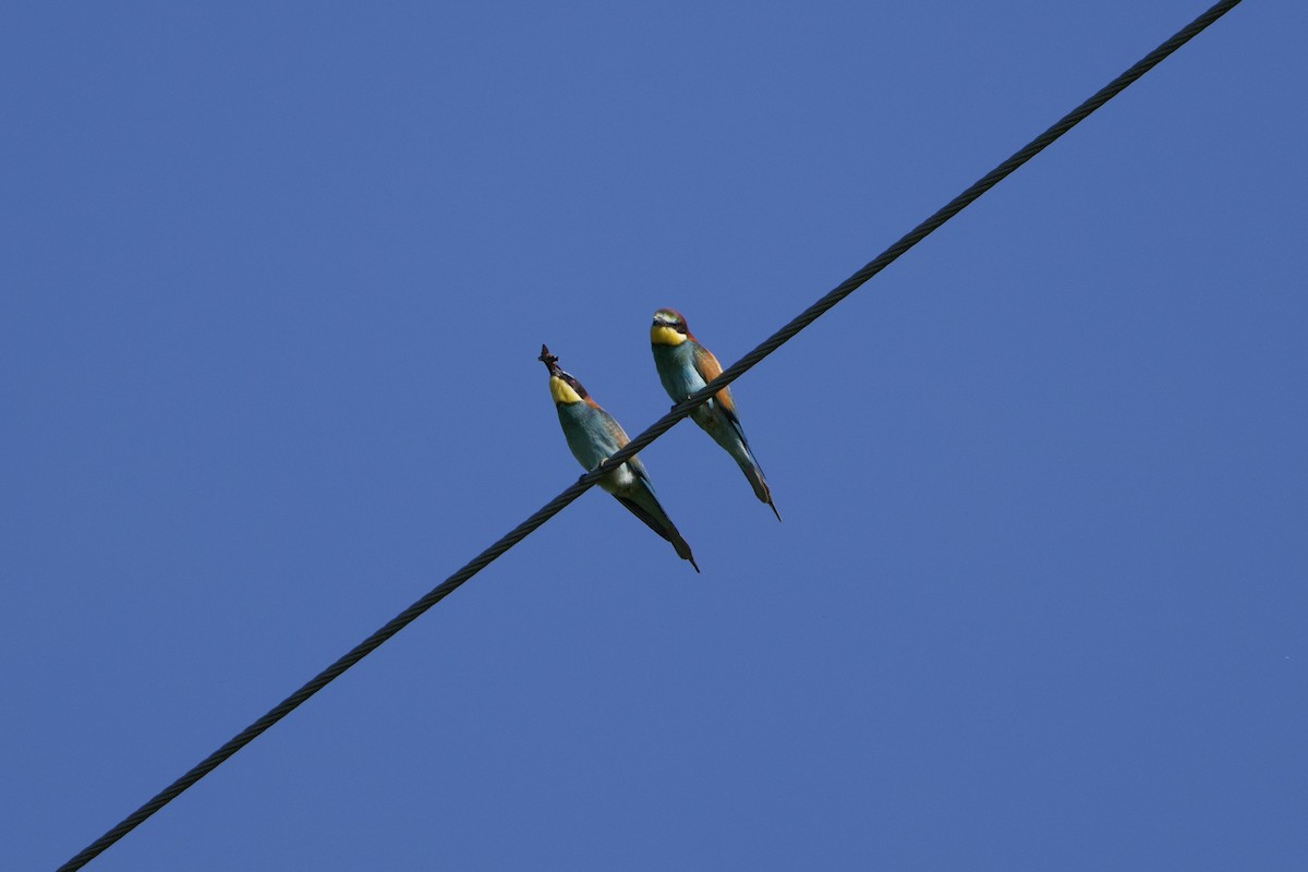 European Bee-eater - ML619929161