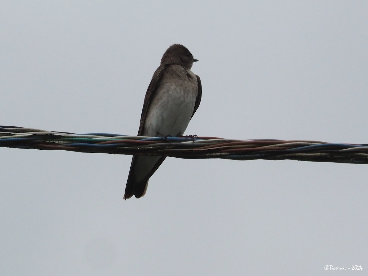 Northern Rough-winged Swallow (Northern) - ML619929162