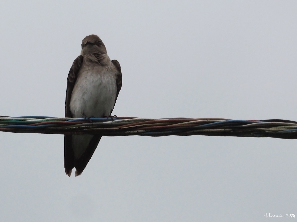 Northern Rough-winged Swallow (Northern) - ML619929163