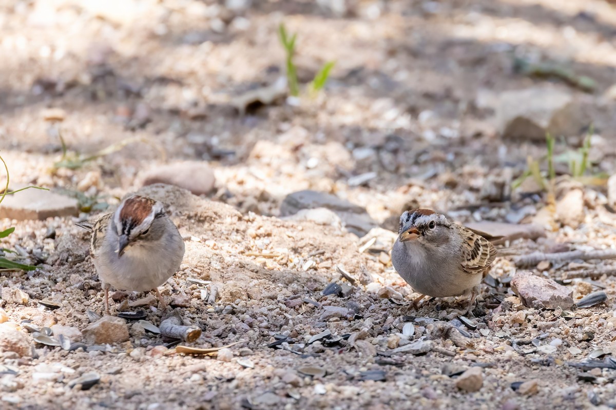Chipping Sparrow - ML619929180