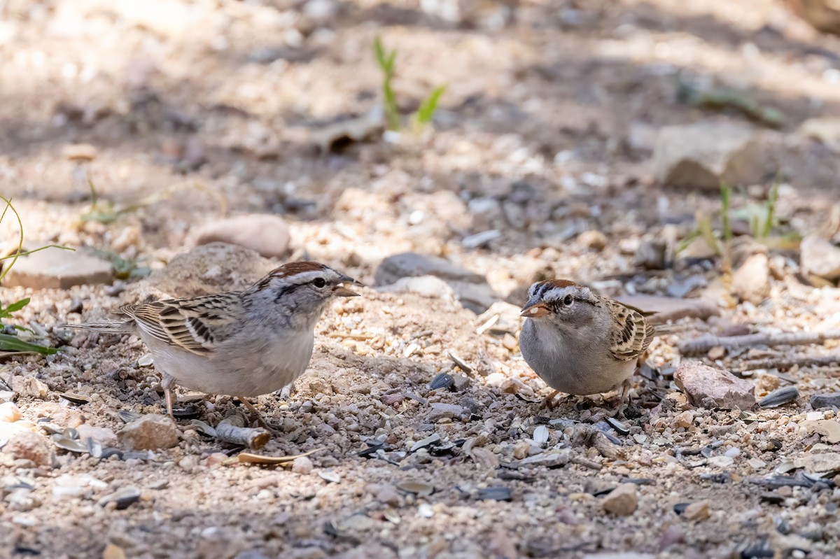 Chipping Sparrow - ML619929181