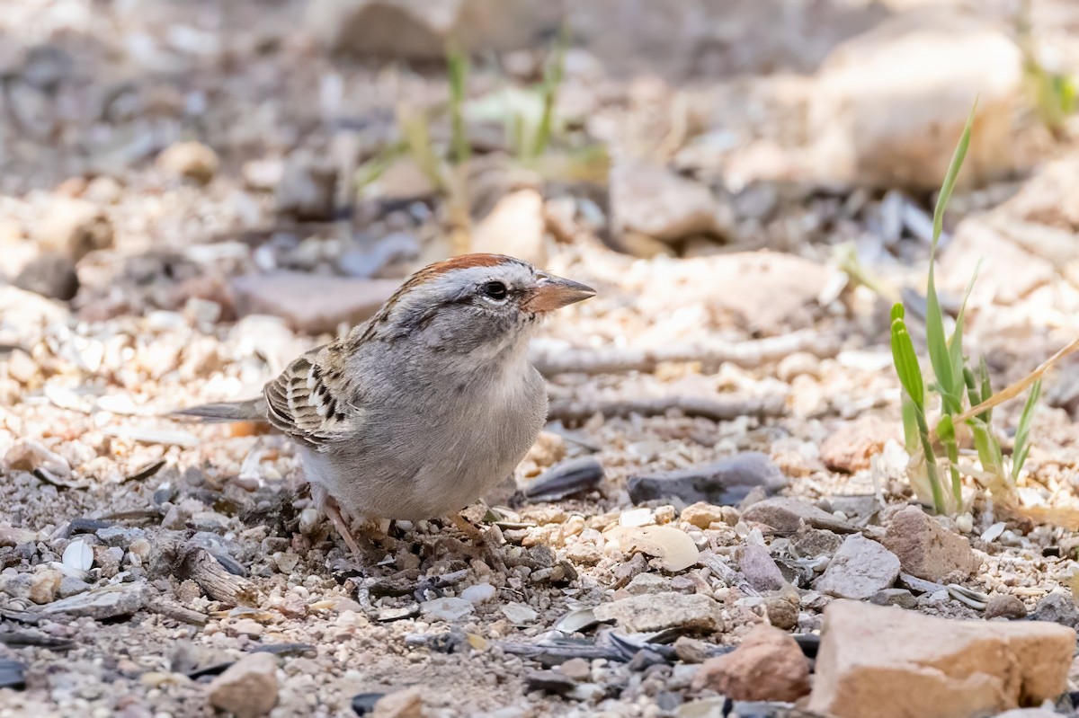 Chipping Sparrow - ML619929183