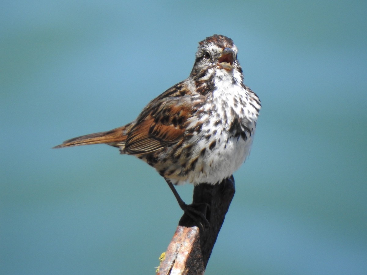 Song Sparrow - ML619929201