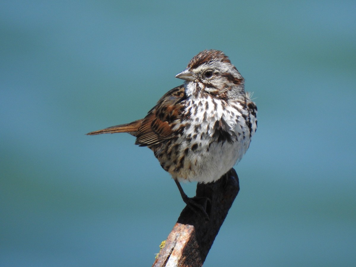 Song Sparrow - ML619929202